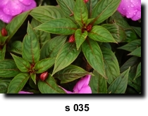 Photo 35