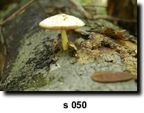 Photo 50
