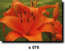 Photo 76