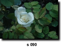 Photo 90