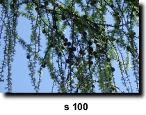 Photo 100