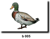 Bird 5