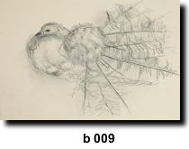 Bird 9