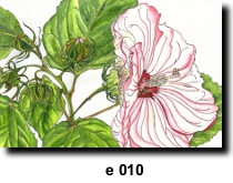 Flower 10