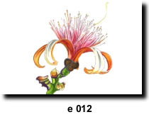Flower 12