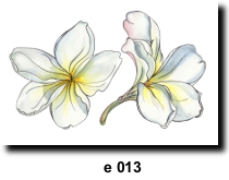 Flower 13