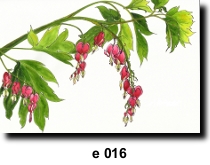 Flower 16