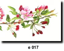 Flower 17