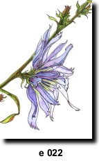 Flower 22