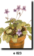 Flower 23