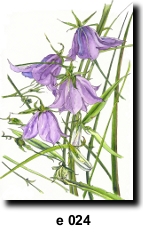 Flower 24