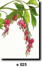 Flower 25