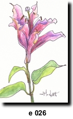 Flower 26