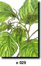 Flower 29