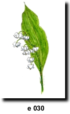 Flower 30